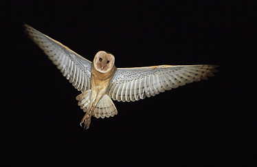 Buy Eastern Grass Owl -flight Image Online - Print & Canvas Photos ...
