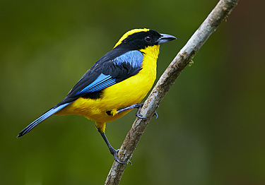 Buy Blue-winged Mountain Tanager Image Online - Print & Canvas Photos ...