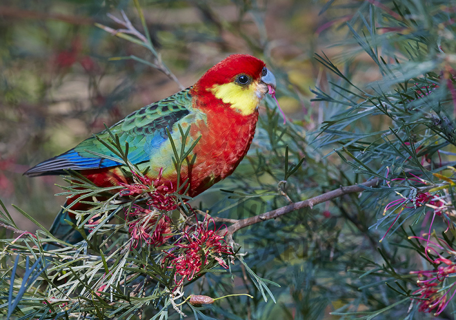 Buy Western Rosella Image Online - Print & Canvas Photos - Martin ...